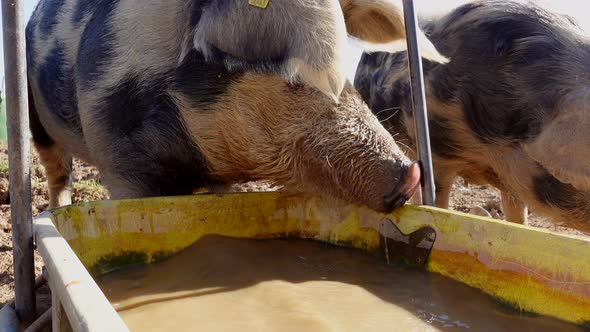 Close up shot of dotted pigs drinking earthy brown water of tank during sunlight. Agriculture Farm a