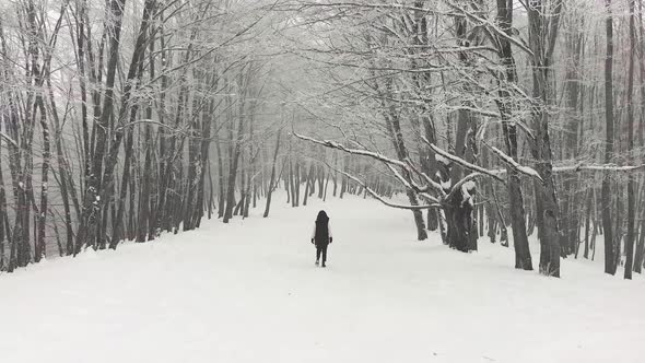Solo Walking In Winter Forest Solo Wonderland