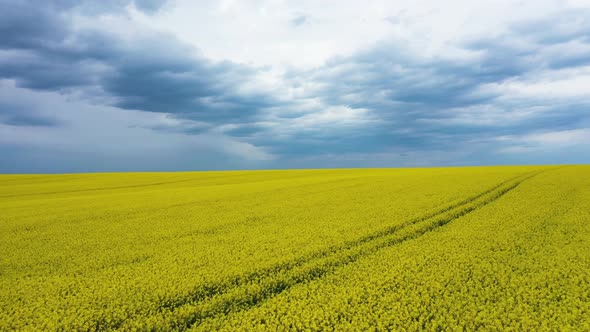 Blooming Rapeseed Field of Ukraine Against the Blue Cloudy Sky Aerial View