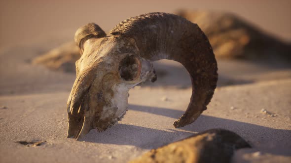 Skull with Ram Horns on the Beach