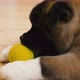 Small dog biting yellow ball - VideoHive Item for Sale