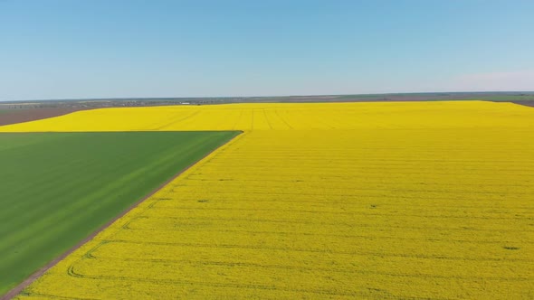 Aerial Drone View of Yellow Canola Field. Harvest Blooms Yellow Flowers Canola Oilseed