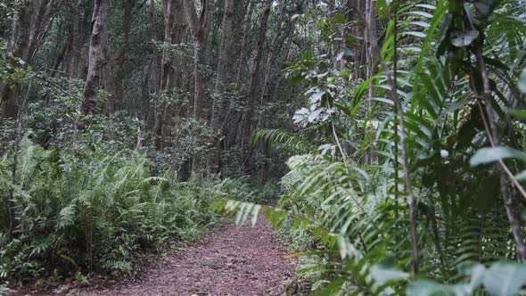 Tropical Forest Dense Vegetation of Exotic Trees and Bushes in Jozani Zanzibar