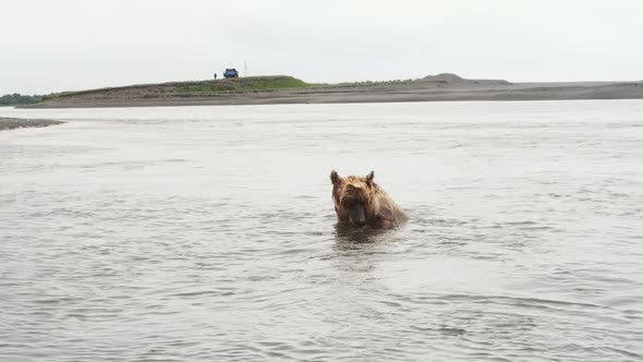 Kamchatka Brown Bear Caught a Fish in the River By the Tail and Pulls It Ashore