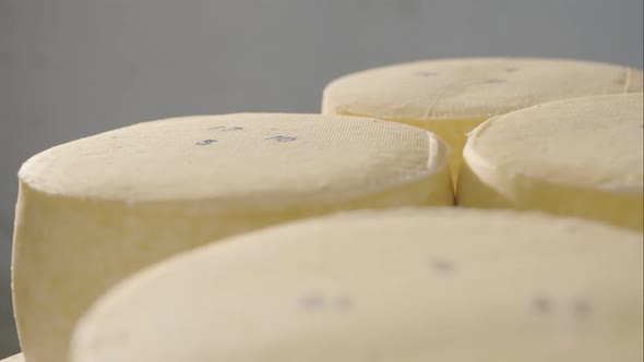 Round Cheese Maturing on the Shelves in the Farm Cellar