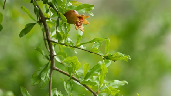 Young Small Pomegranate Growing on a Tree