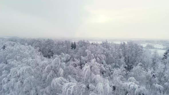 Road Through Winter Forest