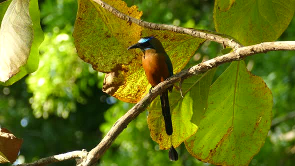 Blue-crowned Motmot, momotus momota, Panama; an individual perched on a branch under some wide leave