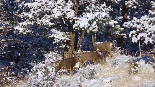 Group of Mule Deer foraging on a hill side and eating from trees knocking down snow during the winte