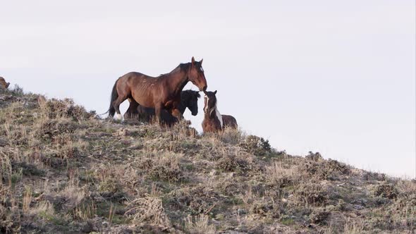 View of wild horses on top of a hill against the sky