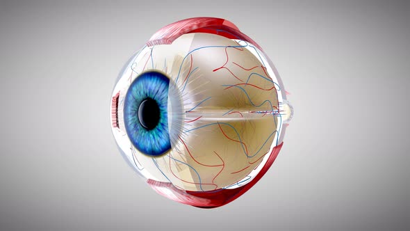 4K Eye anatomy