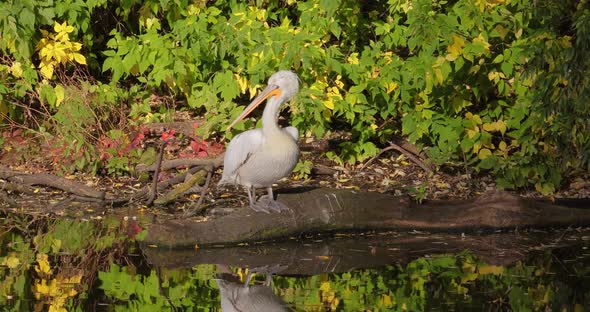 Dalmatian Pelican Pelecanus Crispus Is the Largest Member of the Pelican Family