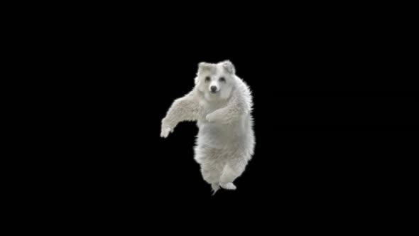 133 White Bear Dancing HD