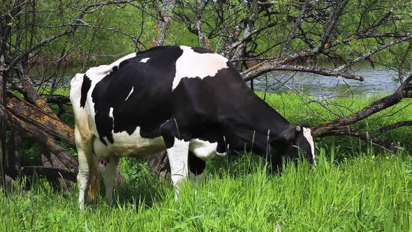 cow grazing in a pasture near a river