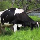 cow grazing in a pasture near a river - VideoHive Item for Sale