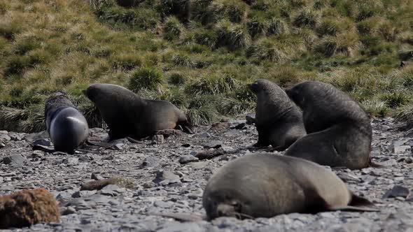 Fur Seal on South Georgia Isaland