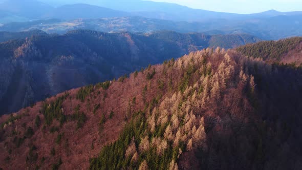 Aerial Shot of a Drone Over an Amazing Colorful Forest in the Early Evening Spring