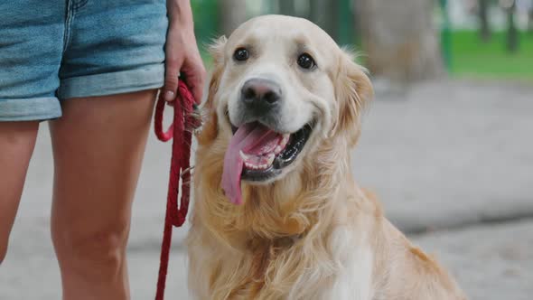 Girl with Golden Retriever Dog