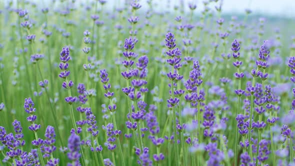 Close up of beautiful blooming lavender swaying in the wind. Lavender purple aromatic flowers