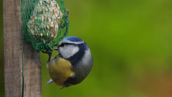 Eurasian blue tit, eating on a birdfeeder.