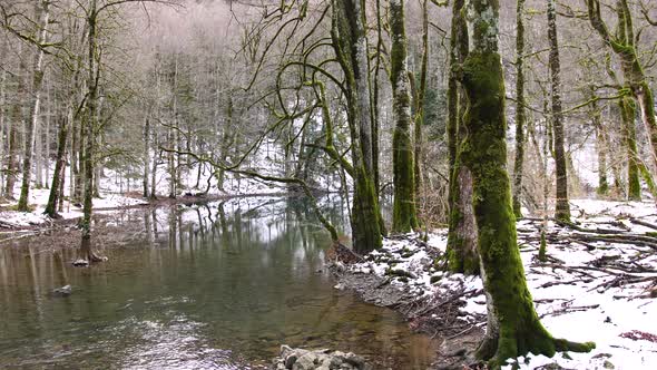 River Surrounded By Forest in Biogradska Gora National Park