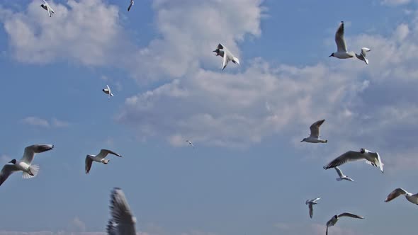Flock Of Seagulls Soaring Cloudy Sky 3