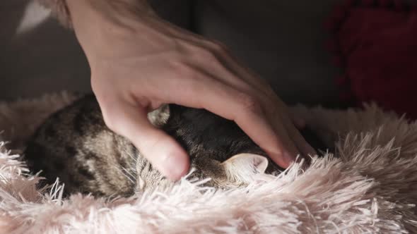 Close up man petting cat.