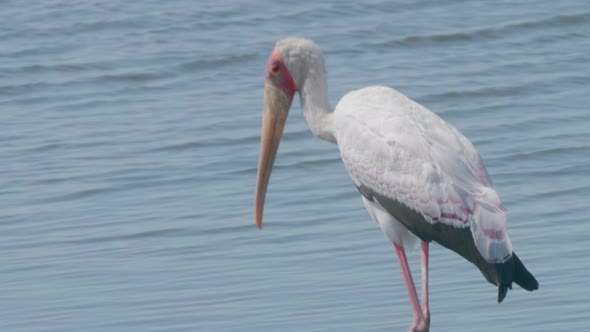 A yellow-billed stork walking slowly along the shore hunting for food - closeup shot