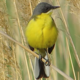 Yellow Wagtail Bird - VideoHive Item for Sale