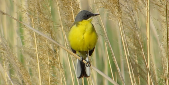 Yellow Wagtail Bird