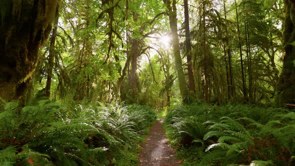 Rain Forest in Olympic National Park Washington United States