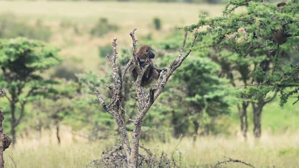 A Single Baboon Looks Around And Climbs Down On A Bare Tree Under The Summer Weather. -wide shot