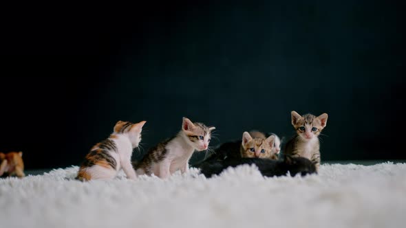 Cute Kittens at 30 Days Old on a White Carpet