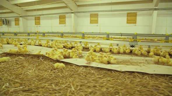 Conceptual View of Poultry Farm with Little Chicken