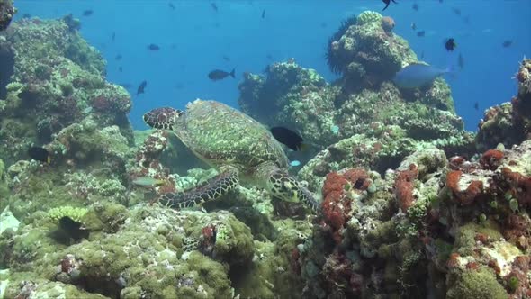 hawksbill turtle swimming over coral reef in the Maldives wide angle shot.