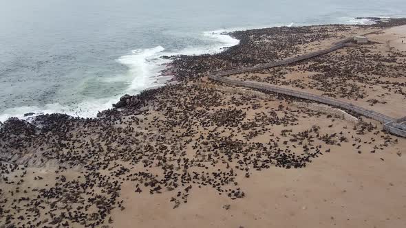 Aerial footage of the beach with lots of seals, huge colony at Cape Cross