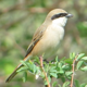 Rufous-Tailed Shrike Bird - VideoHive Item for Sale