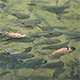 Fish in The Pond 2 - VideoHive Item for Sale
