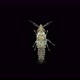 Parasitic Isopod Larva at the Zuphea Stage Under a Microscope, of the Gnathiidae Family, at the - VideoHive Item for Sale