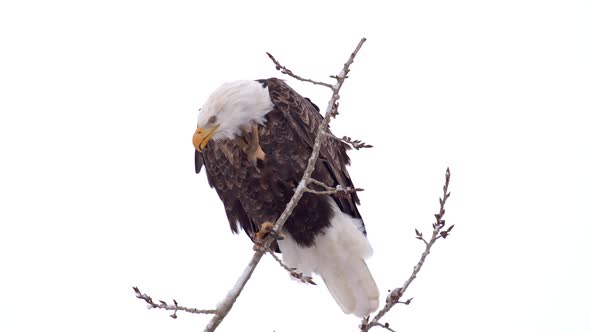 Bald Eagle on branch as it scratches its head