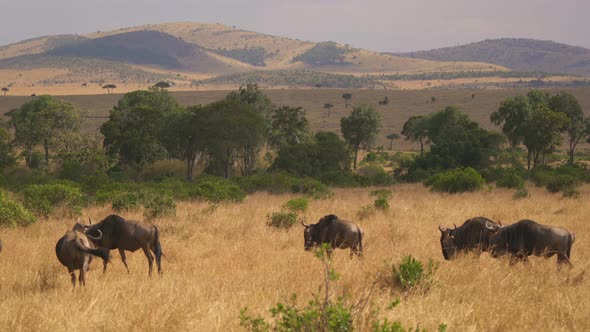 Gnus walking in dry grass