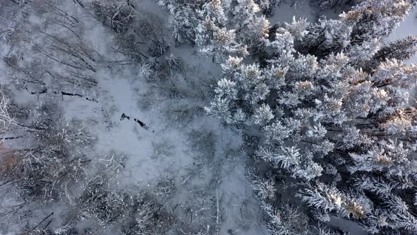 Aerial forward top-down over snowy woods near Bialka river, Poland