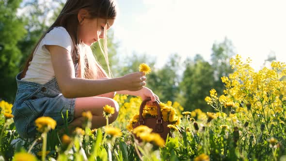 Little Cute Girl Collects Dandelions in a Baby Bag While Sitting on a Sunny Meadow