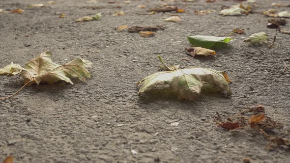 4k Autumn Leaf On Earth Slider Shot