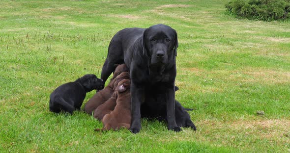 Black Labrador Retriever Bitch That Feeds Black and Brown Puppies, Normandy in France