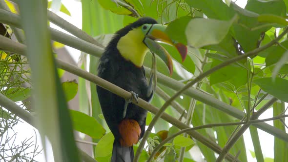 Wild Rainbow-billed toucan scratching himself and screaming around in deep jungle