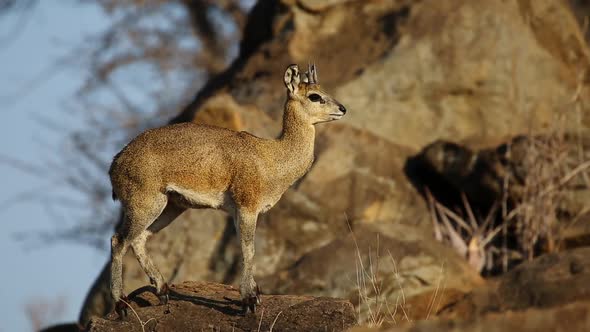 Klipspringer Antelope On Rock