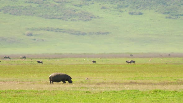 Hippopotamus Walks Through Green Meadow of the Ngorongoro Volcano Crater