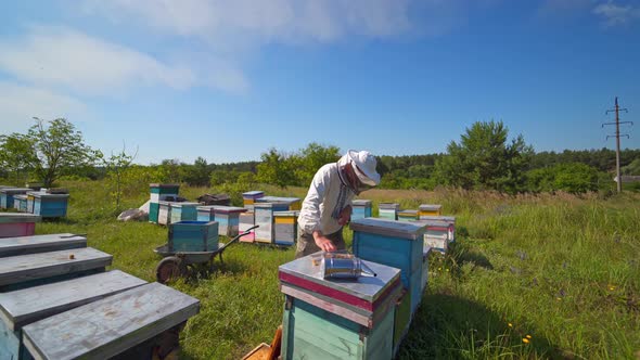 Apiary in a sunny day among nature