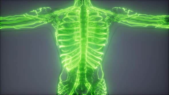 Blood Vessels of Human Body alt